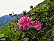 48 Rododendro rosso (Rhododendron ferrugineum)